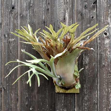 ビカクシダ ベイチー (ARS-I) / Platycerium veitchii 'ARS-I' コウモリラン プラティケリウム【comolebi plants】RFCM-W0015