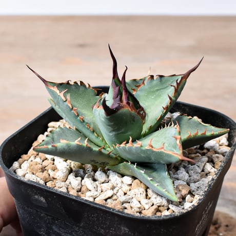 アガベ ハイブリット "チョコキス×象牙妖炎"【台湾botanical_seeker産】RF25012417