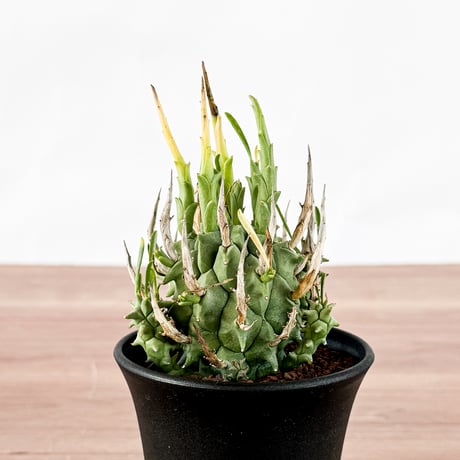 ユーフォルビア スコエンランディ "闘牛角" 【実生】RFHK-1319