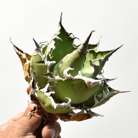 アガベ チタノタ "シーザー" / "凱撒" 【台湾huplants2010産（髭さん)/中株/抜き苗】RF25012279