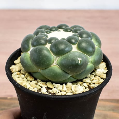 コリファンタ 刺無象牙丸 【カキ仔】RFHK-1281