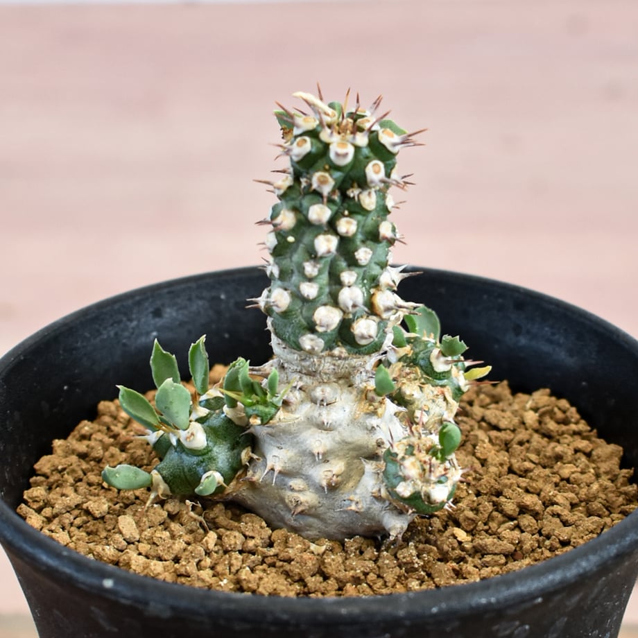 6a84e4c407d2c45ed07fce49