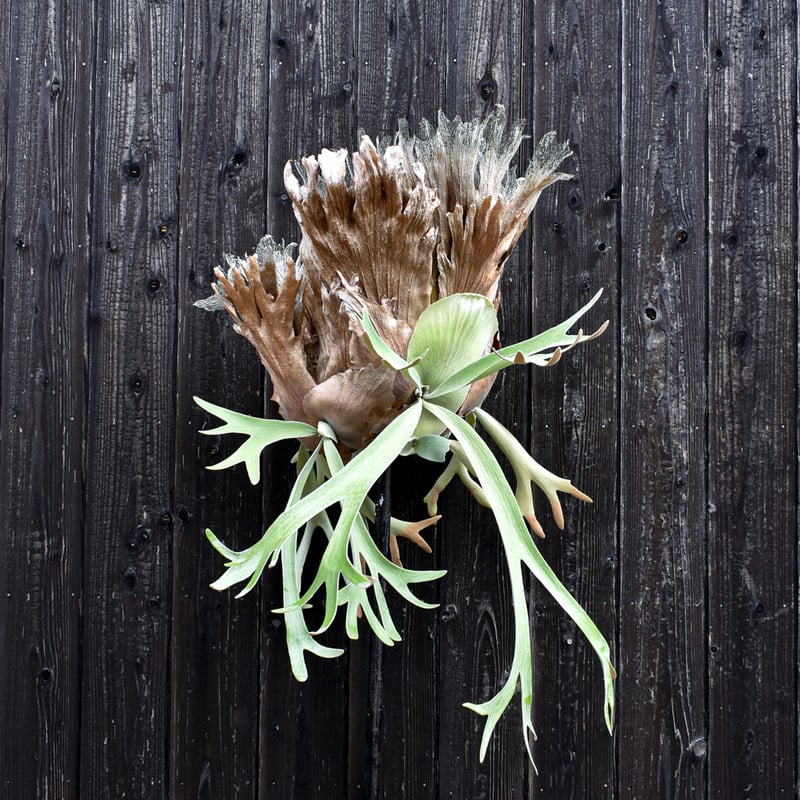 ビカクシダ ウィリンキー　もっくん専用 ビカクシダ ウィリンキー / Platycerium willinckii コウモリラン プラ