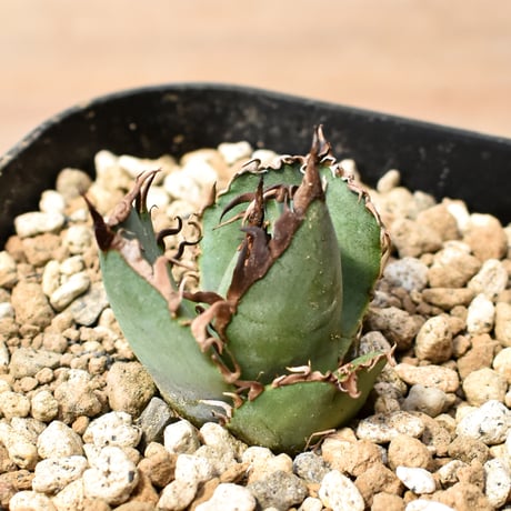 アガベ チタノタ "九歯釘耙" 【台湾huplants2010産/子株販売/実生選抜個体】RF25012250
