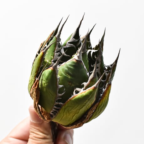 アガベ 精品ホリダ "精品狂刺霍利達"【台湾 dragon agave産/中株/抜き苗】B