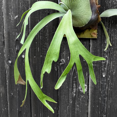ビカクシダ ウィリンキー クイーン スワンガン スポアリング  / Platycerium willinckii Queen【comolebi plants】RFCM-W0023