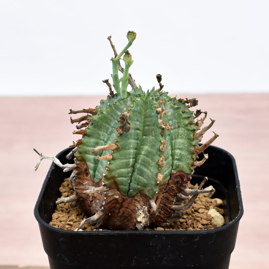 6aaceeae4350c009e6193477