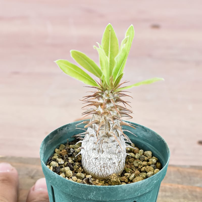 パキポディウム マカイエンセ 【実生】RFHK-571 | RAFLUM / ラフラム