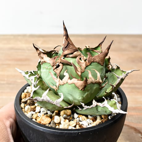 アガベ チタノタ 精品シーザー / 精品凱撒  【台湾 dragon agave産/中株】I