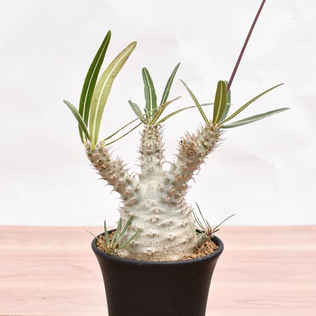 パキポディウム グラキリス  【実生】RFHK-1520