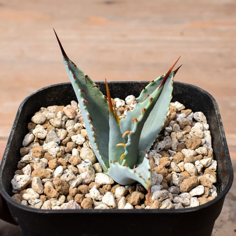 【百鬼夜行 その二】アガベ 特白肌×妖炎 "魍魎"【台湾botanical_seeker産】RF25012406