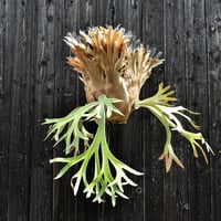 ビカクシダ ウィリンキー / Platycerium willinckii　コウモリラン プラティケリウム 【comolebi plants】RFCM-W0003