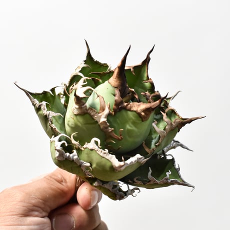 アガベ チタノタ 精品シーザー / 精品凱撒  【台湾 dragon agave産/中株/抜き苗】D