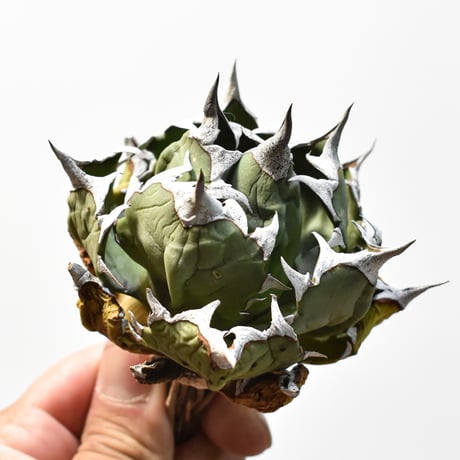 アガベ チタノタ ドワーフ / "精品姫厳龍" 【台湾 dragon agave産/中株/抜き苗】RF25012198