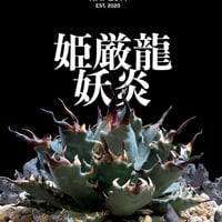 アガベ ハイブリット "姫厳龍×妖炎" 【台湾botanical_seeker産】A
