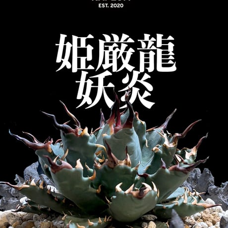 アガベ ハイブリット "姫厳龍×妖炎" 【台湾botanical_seeker産】A