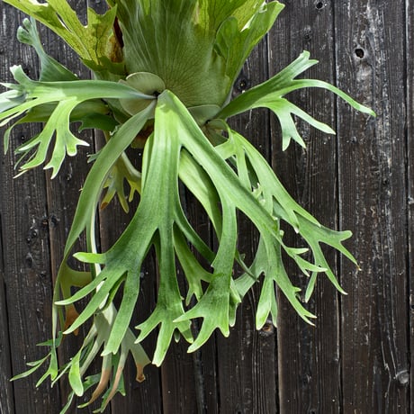 ビカクシダ ウィリンキー ウスー  / Platycerium willinckii ussu プラティケリウム コウモリラン【comolebi plants】RFCM-W0011