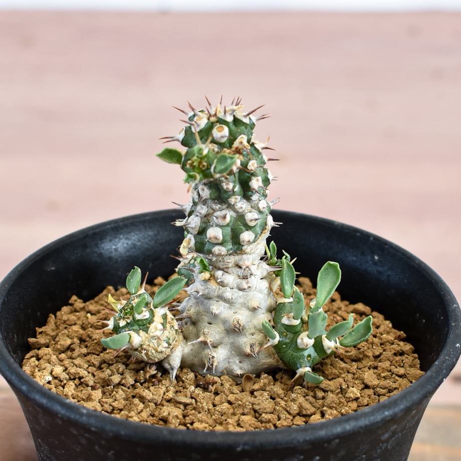 6a84e4c407d2c45ed07fce49