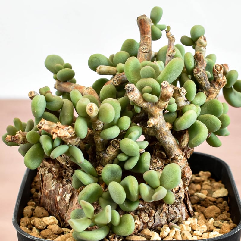 ミラビレみを感じるアフロ型のケラリア ピグマエア 塊根植物 多肉植物