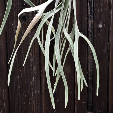 ビカクシダ ウィリンキー×レモイネイ  / Platycerium willinckii ×Lemoinei コウモリラン プラティケリウム【comolebi plants】RFCM-W0022