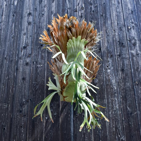 ビカクシダ ウィリンキー / Platycerium willinckii　コウモリラン プラティケリウム 【comolebi plants】RFCM-W0005