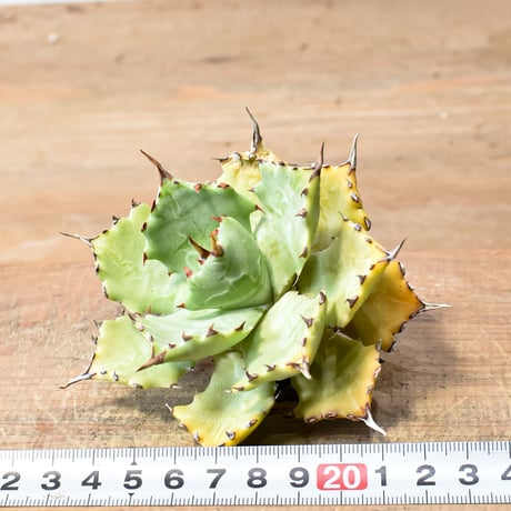 アガベ ハイブリット 特白肌怒雷神【台湾huplants2010産/中株販売】RF25012252