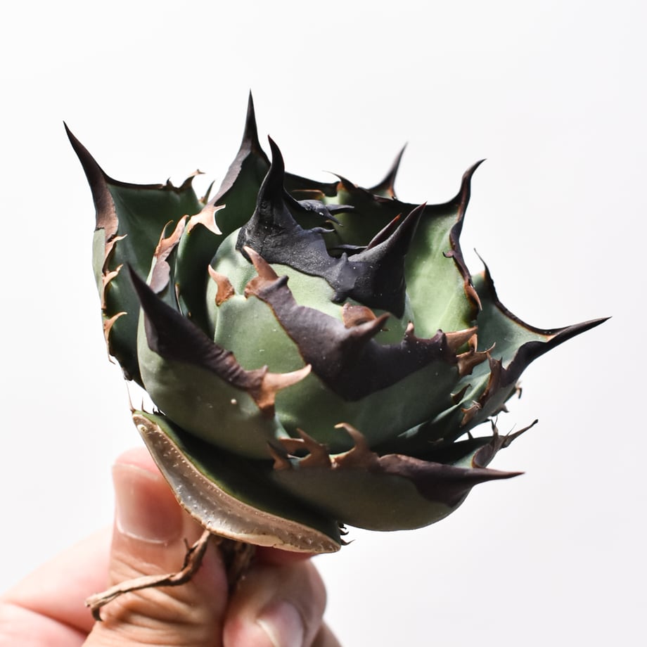 6a975ad012e4fdb28ea4db9f