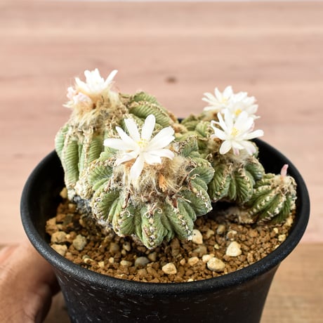 アズテキウム 花籠 RFHK-668