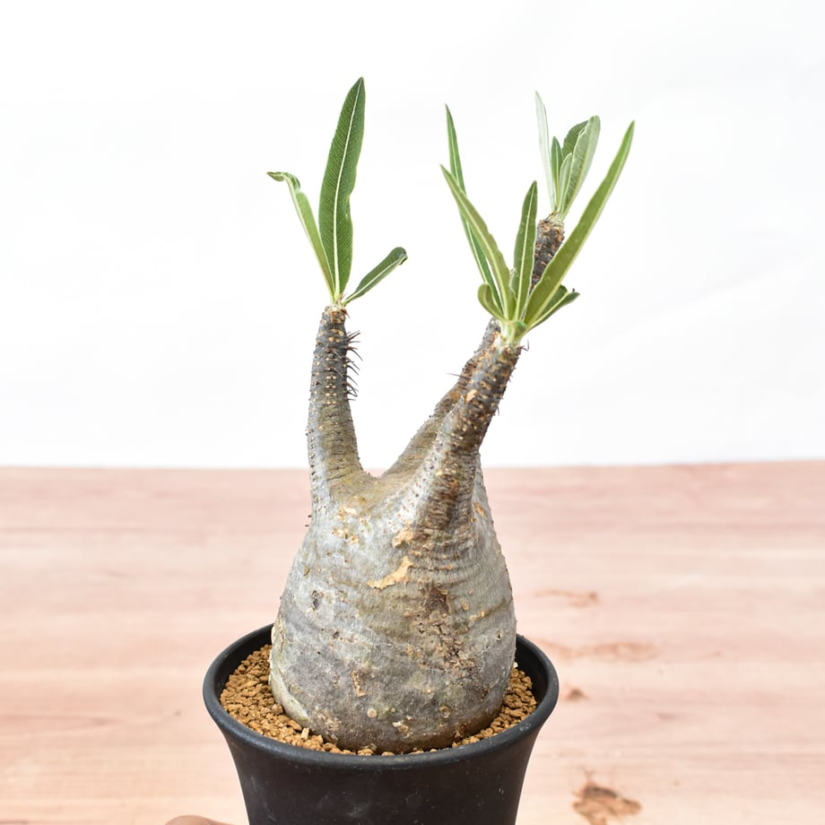 6a7fa90c6b592952a619307d