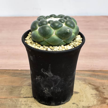 コリファンタ 刺無象牙丸 【カキ仔】RFHK-1281