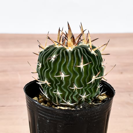 カクタス | STORES