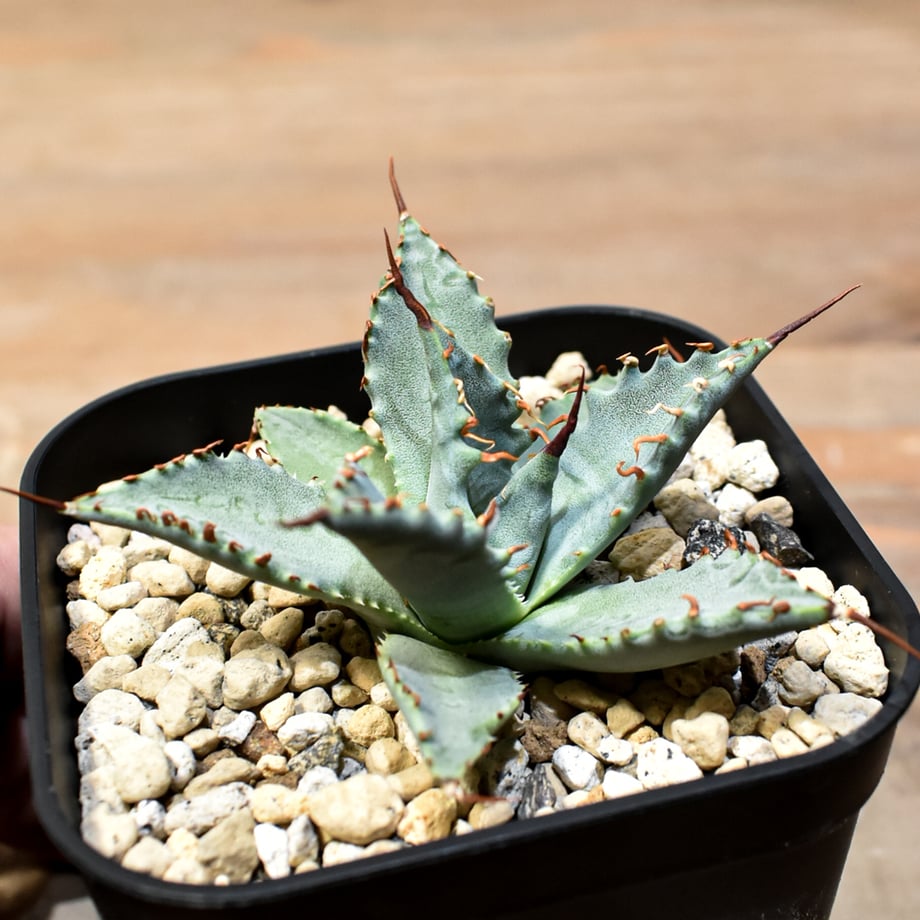6acf30129bc0c6245c25a5dd