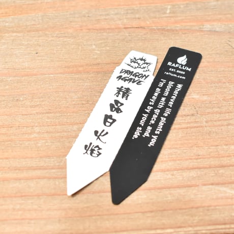 アガベ チタノタ 精品ホワイトファイヤー / 精品白炎, 精品白火焔 【台湾 dragon agave産/抜き苗/中株】RF25012219