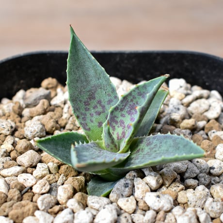 アガベ ハイブリット "邪霊" (特白肌怒雷神×血妖) 【台湾botanical_seeker産】RF25012420