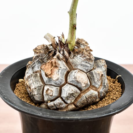 ディオスコレア・エレファンティペス"亀甲竜"　RFHK-1122