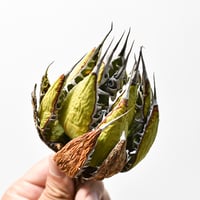 アガベ 精品ホリダ "精品狂刺霍利達"【台湾 dragon agave産/中株/抜き苗】A