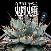 【百鬼夜行 その二】アガベ 特白肌×妖炎 "魍魎"【台湾botanical_seeker産】B