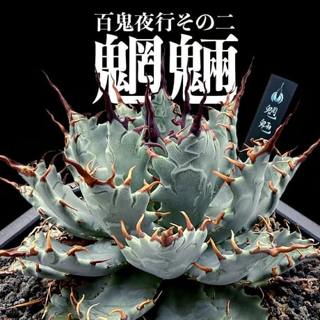 【百鬼夜行 その二】アガベ 特白肌×妖炎 "魍魎"【台湾botanical_seeker産】B