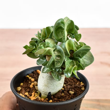 アデニウム  アラビカム "カーリー"【実生】RFHK-893