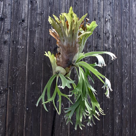 ビカクシダ ウィリンキー  / Platycerium willinckii　コウモリラン プラティケリウム【comolebi plants】RFCM-W0009