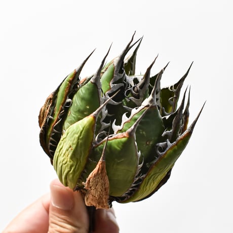 アガベ 精品ホリダ "精品狂刺霍利達"【台湾 dragon agave産/中株/抜き苗】B