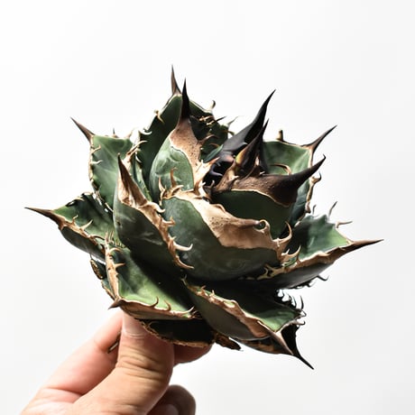 アガベ チタノタ "精品緑犀牛"   【台湾 dragon agave産/中株/抜き苗販売】RF25012589 A