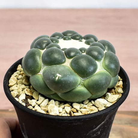 コリファンタ 刺無象牙丸 【カキ仔】RFHK-1281