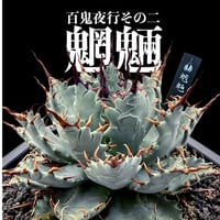 【百鬼夜行 その二】アガベ 特白肌×妖炎 "魍魎"【台湾botanical_seeker産】RF25012408