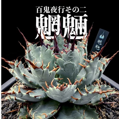 【百鬼夜行 その二】アガベ 特白肌×妖炎 "魍魎"【台湾botanical_seeker産】RF25012408