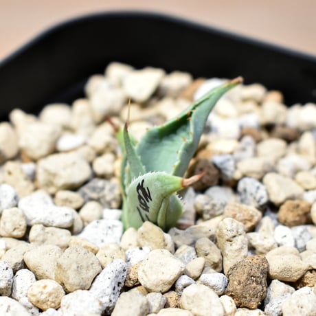 【百鬼夜行 その二】アガベ 特白肌×妖炎 "魍魎"【台湾botanical_seeker産】C