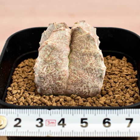 ホワイトスロアネア クラサ RFHK-901