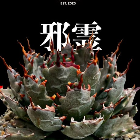 アガベ ハイブリット "邪霊" (特白肌怒雷神×血妖) 【台湾botanical_seeker産】RF25012420
