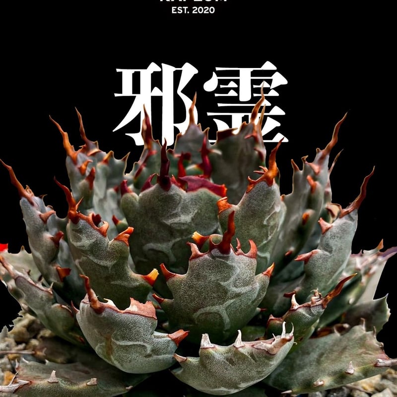 アガベ ハイブリット 