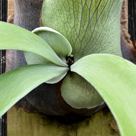 ビカクシダ ウィリンキー クイーン スワンガン スポアリング  / Platycerium willinckii Queen【comolebi plants】RFCM-W0023
